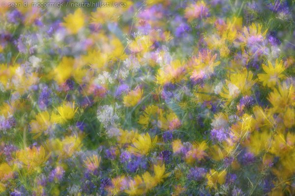 Neutral Hills wildflowers: A nod to Freeman Patterson