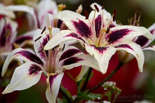Asiatic lillies in a light rain