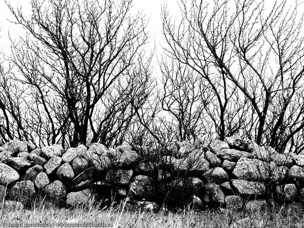 Stone wall by the old Vert homestead