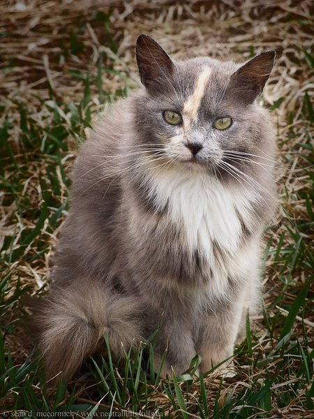 FARMLOLCAT: IM IN UR SHOTZ GLARING AT UR CAMERAZ!