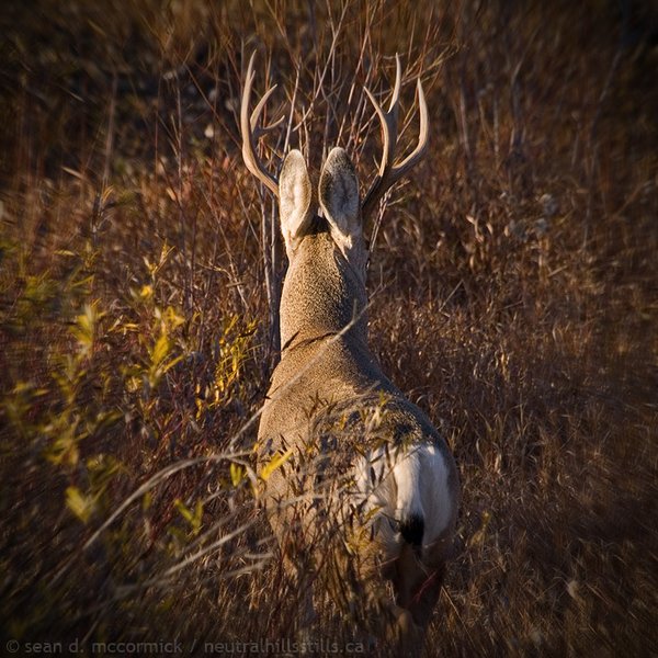 Bass Ackwards: I've Been Mooned!