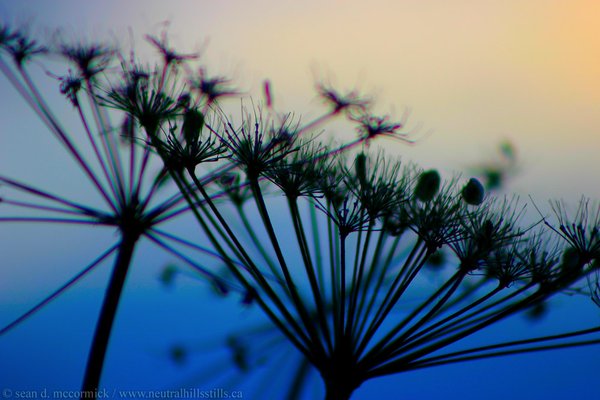 Wild dill silhouette