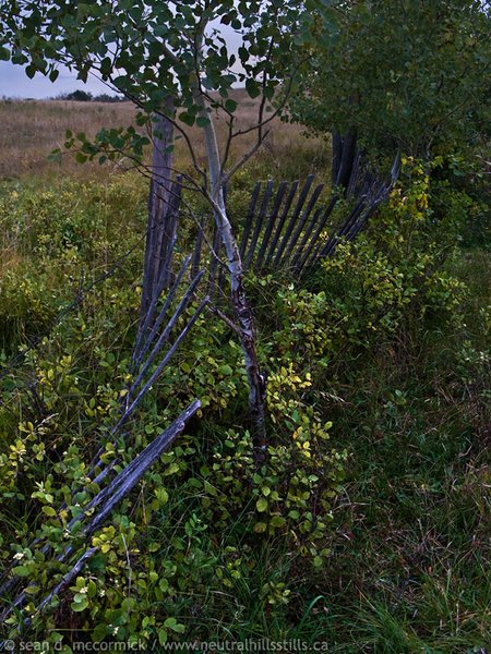 Overgrown corrals [2 of 3]