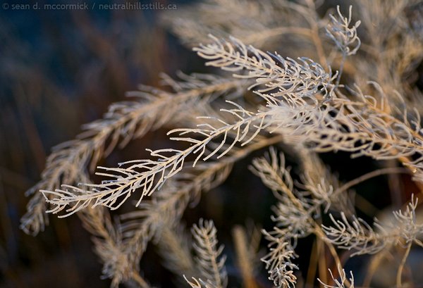 Frosted weeds