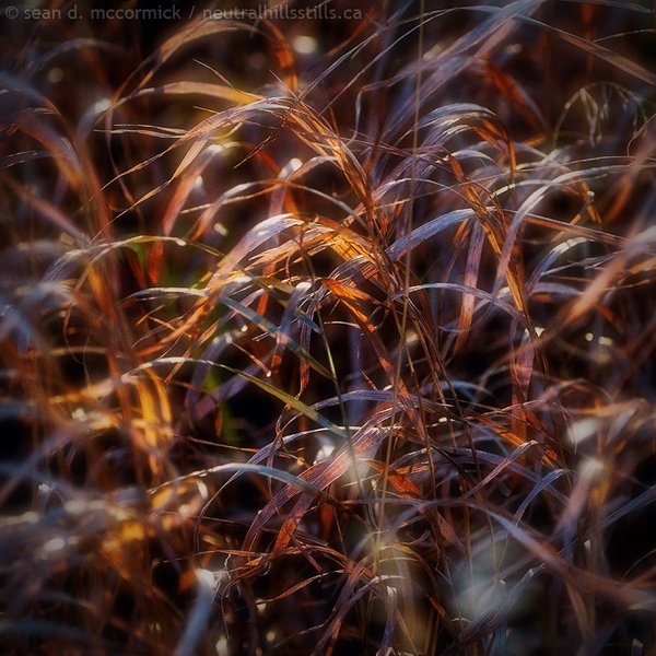 Please pass the grass