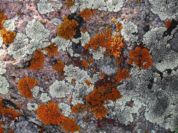 Some fungus underfoot