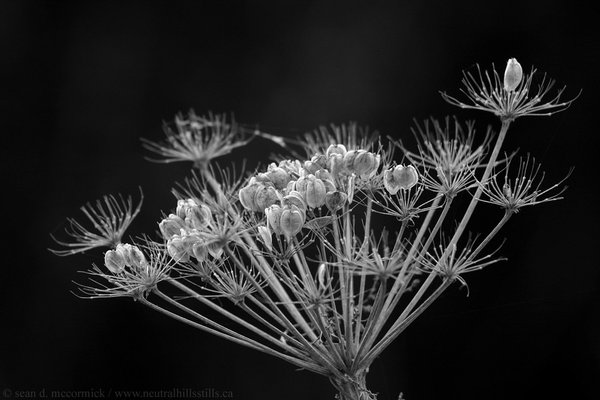 Wild dill in monochrome