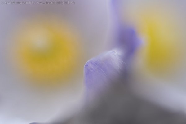 Crocuses: Spring 2007 [6 of 13]
