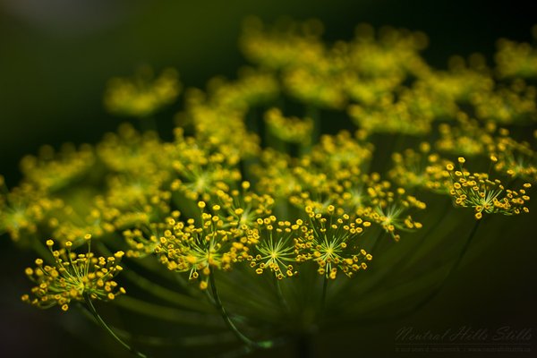 Jen's flowers 2010: Dill weed