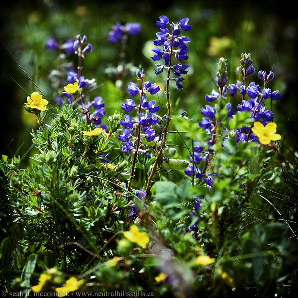 Wildflowers [5 of 5]