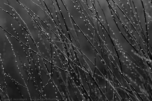 Somber looking pussy willows