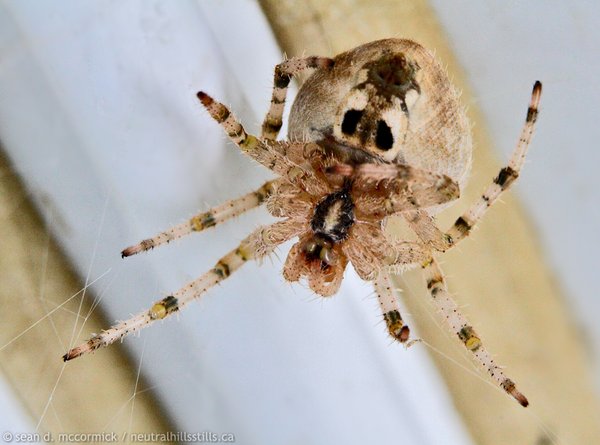Jewell spider staking out our front porch