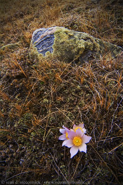 Crocuses and rock