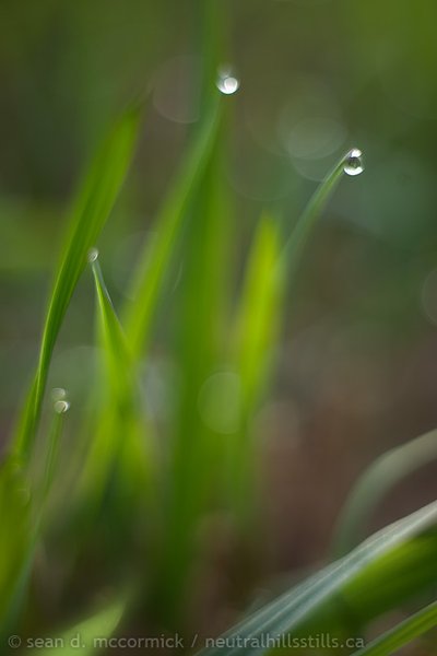 Dew on the grass
