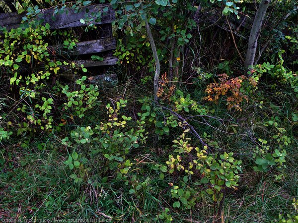Overgrown corrals [1 of 3]