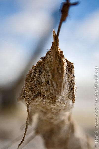 Organic matter & alkali salts crusted onto some barbed wire