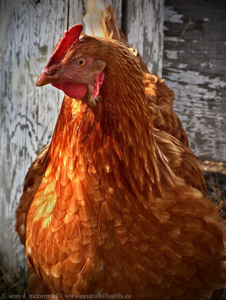 Gilmer Colony: Free Range Chicken
