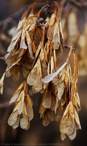 Maple seeds: Winter is rough on one's complexion