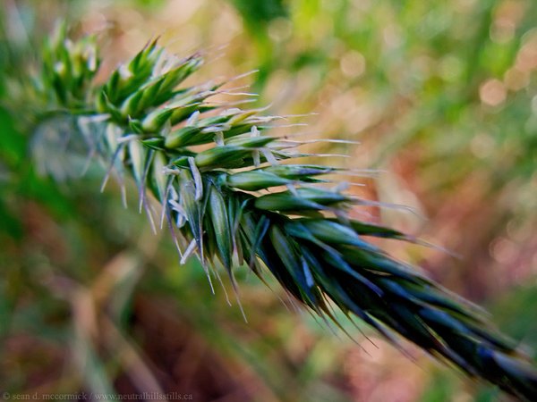 Wheatgrass up close and personal