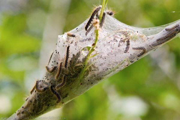 Tent caterpillar invasion, 2008 [3 of 3]