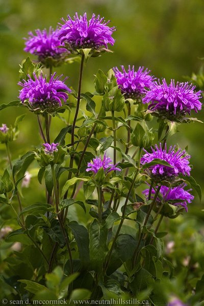 Wildflowers [1 of 5]