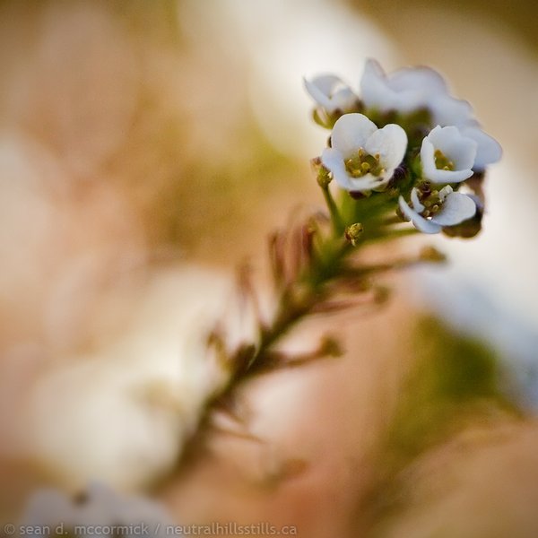 Thumbelina's bouquet