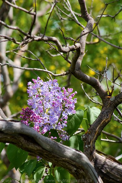 Faye's lilacs [2 of 5]