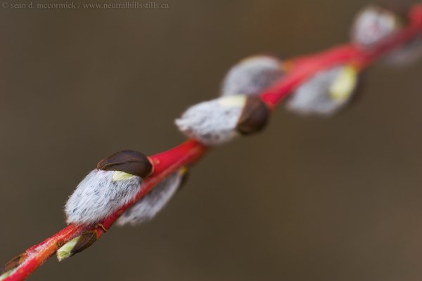 Pussy willows up close