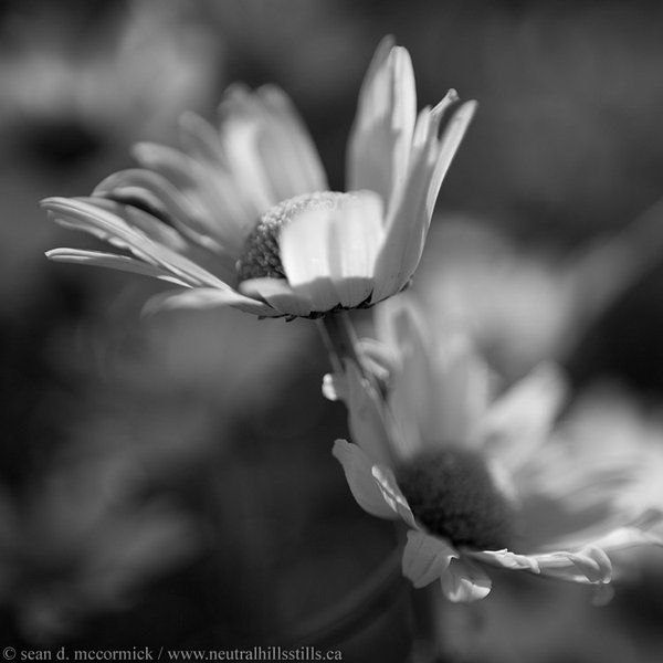 Jen's Daisies [3 of 3]