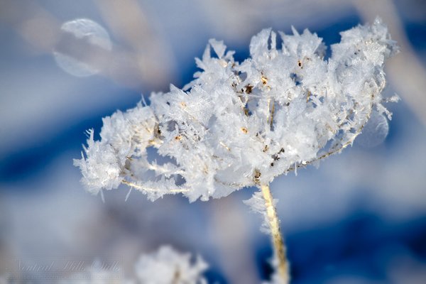 Frost on the dill weed [2 of 2]