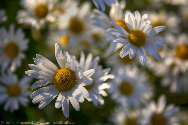 Jen's Daisies [1 of 3]
