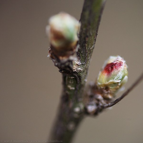 Caragan leaf bud about to unfold