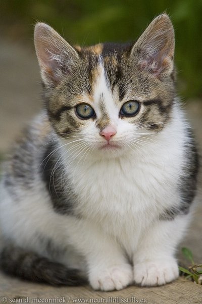Alena: Farm cat in training