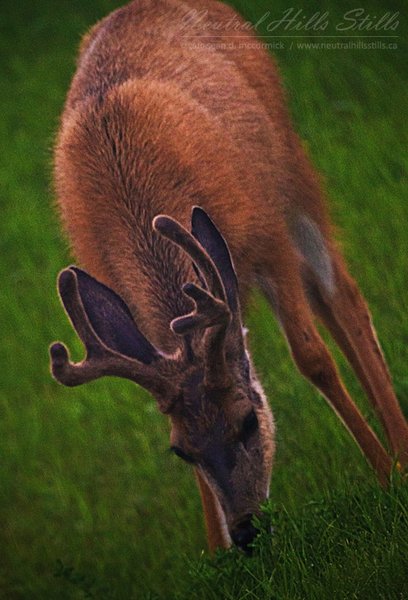 Meet our new lawnmower