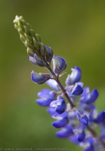 Wildflowers [3 of 5]