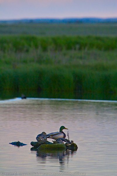 What the duck!