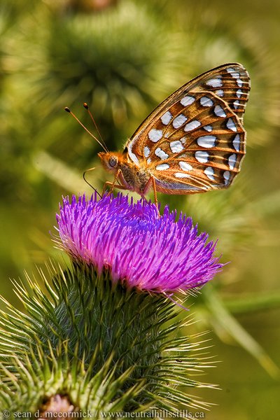 Butterfly drinking nectar
