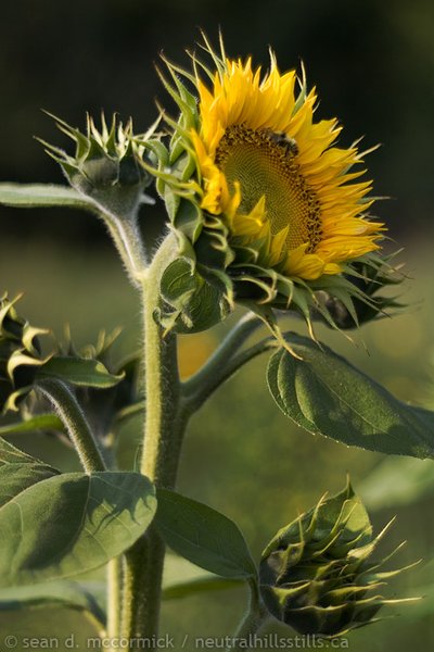 You can never have enough sunflower pics