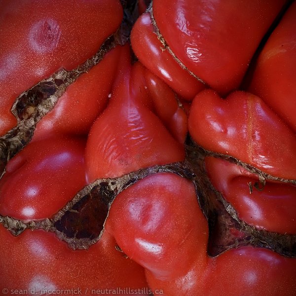 Cruel twist of fate: Joseph Merrick is re-incarnated as a tomato