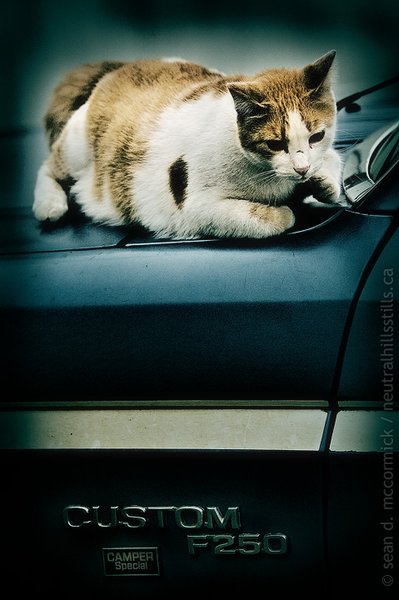 Ford F2Kitty, Mouser Special