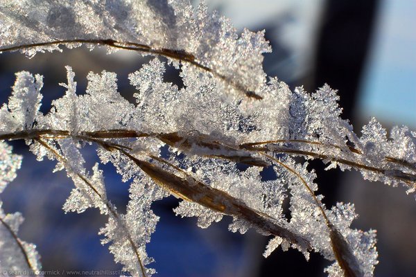 Frost on grass seeds