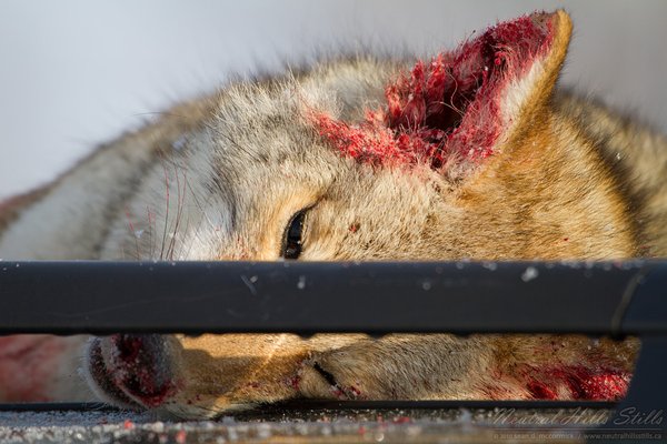 If you've ever driven around with a dead coyote on the roof of your vehicle...
