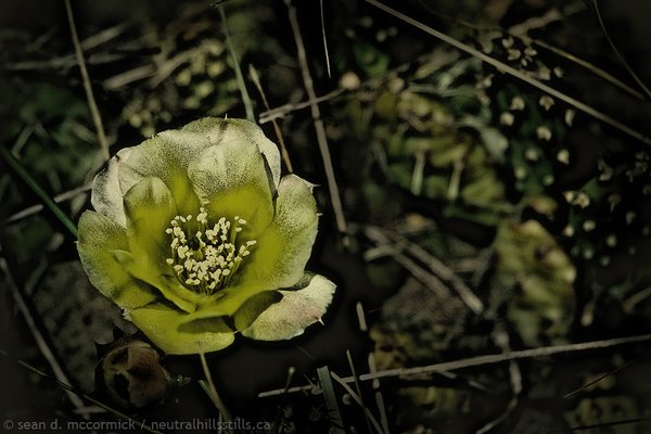 Cactus flower