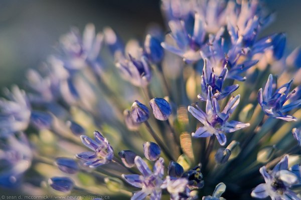 Jen's allium