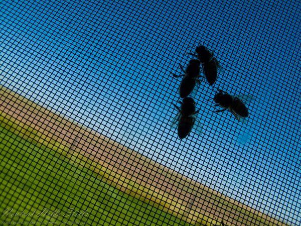 Roland School 2010: Wasps on the window