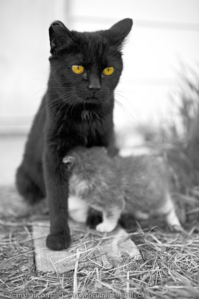 Harried momma