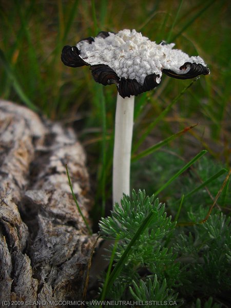 "Shit"ake mushroom