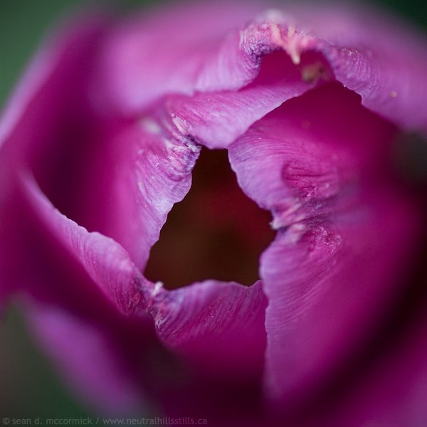 Tattered tulip