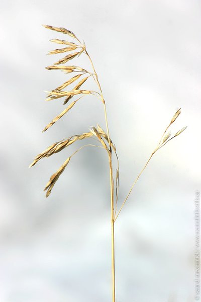 Grass seeds against the snow
