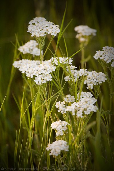 Wild yarrow